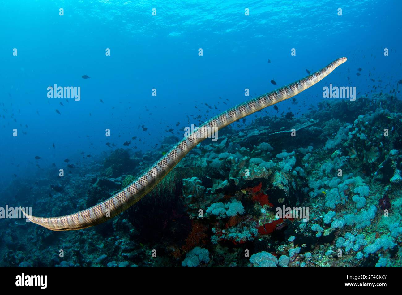 Chinese Sea Snake, Laticauda semifasciata, Snake Ridge dive site, Manuk ...