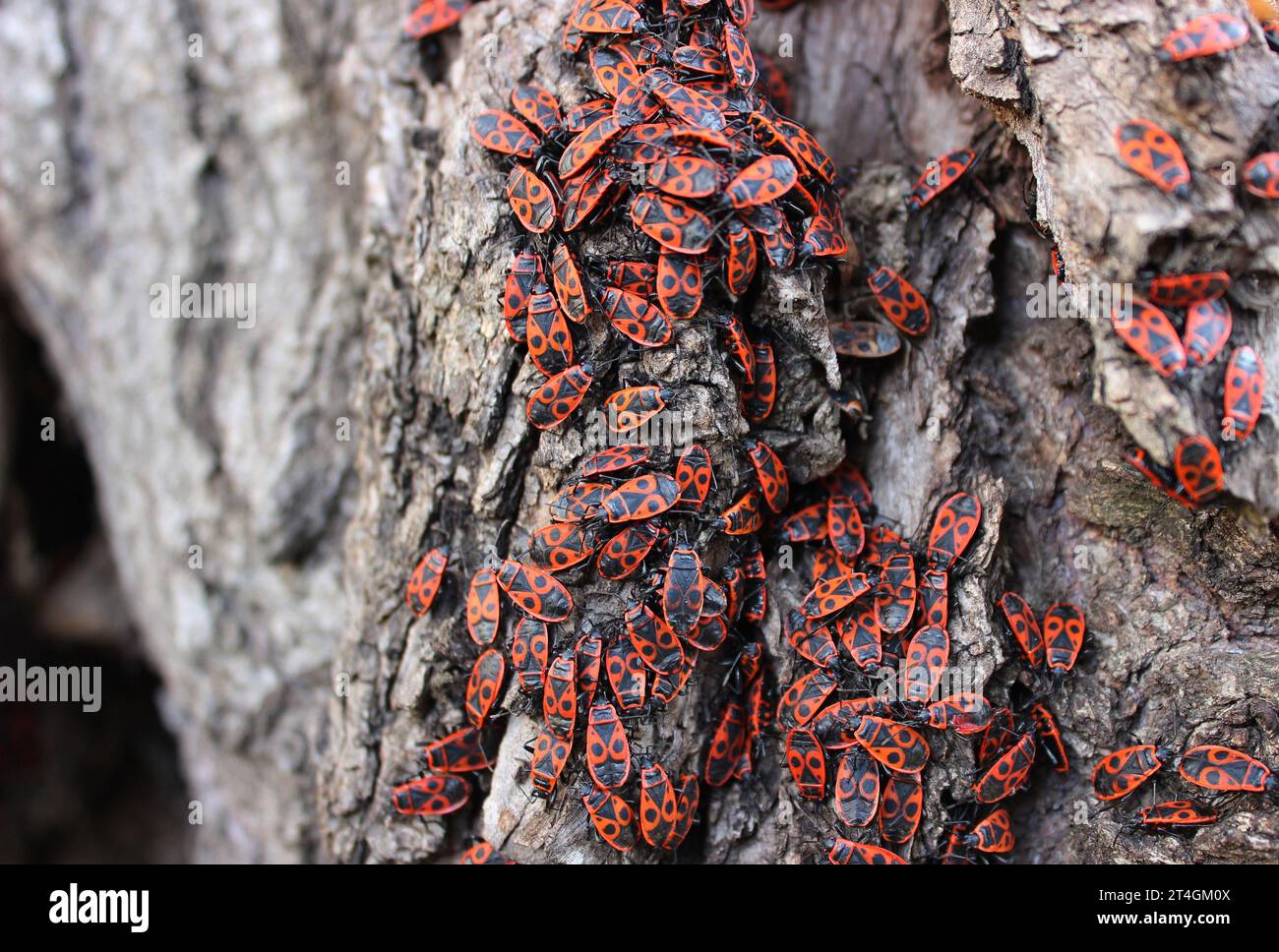 Bugs Fire Pattern Swarm Of Red Fire Bugs Sit On The Warm Bark Of Old Willow Tree Stock ...