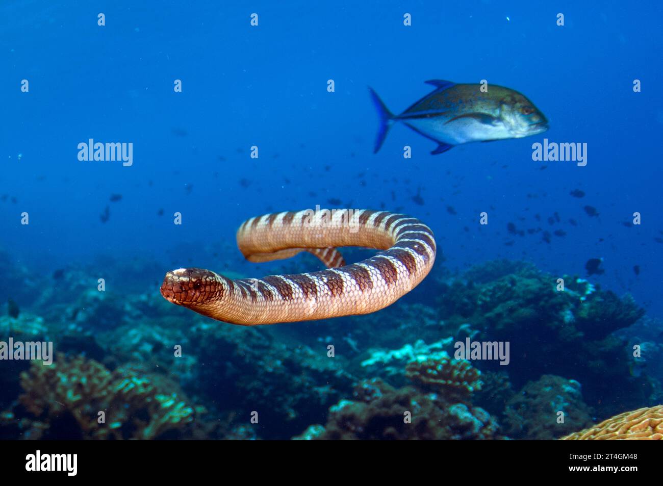 Chinese Sea Snake, Laticauda semifasciata, in cooperative hunting alliance with Bluefin Trevally, Caranx melampygus, Red Cliff dive site, Manuk Island Stock Photo