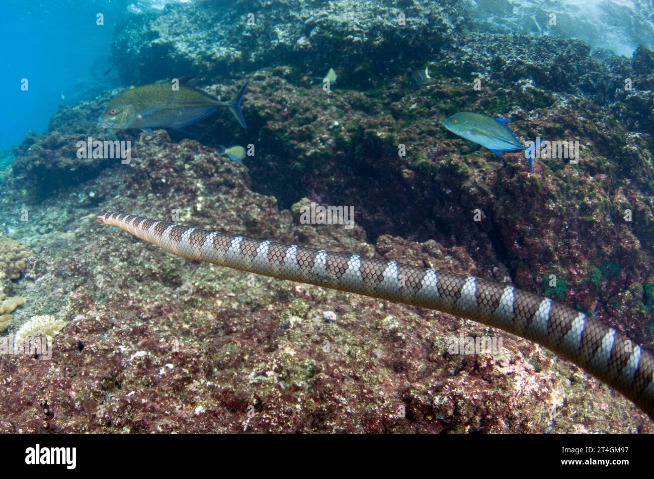 Chinese Sea Snake, Laticauda semifasciata, in cooperative hunting alliance with Bluefin Trevally, Caranx melampygus, Tanjung Kelapa dive site, Manuk I Stock Photo