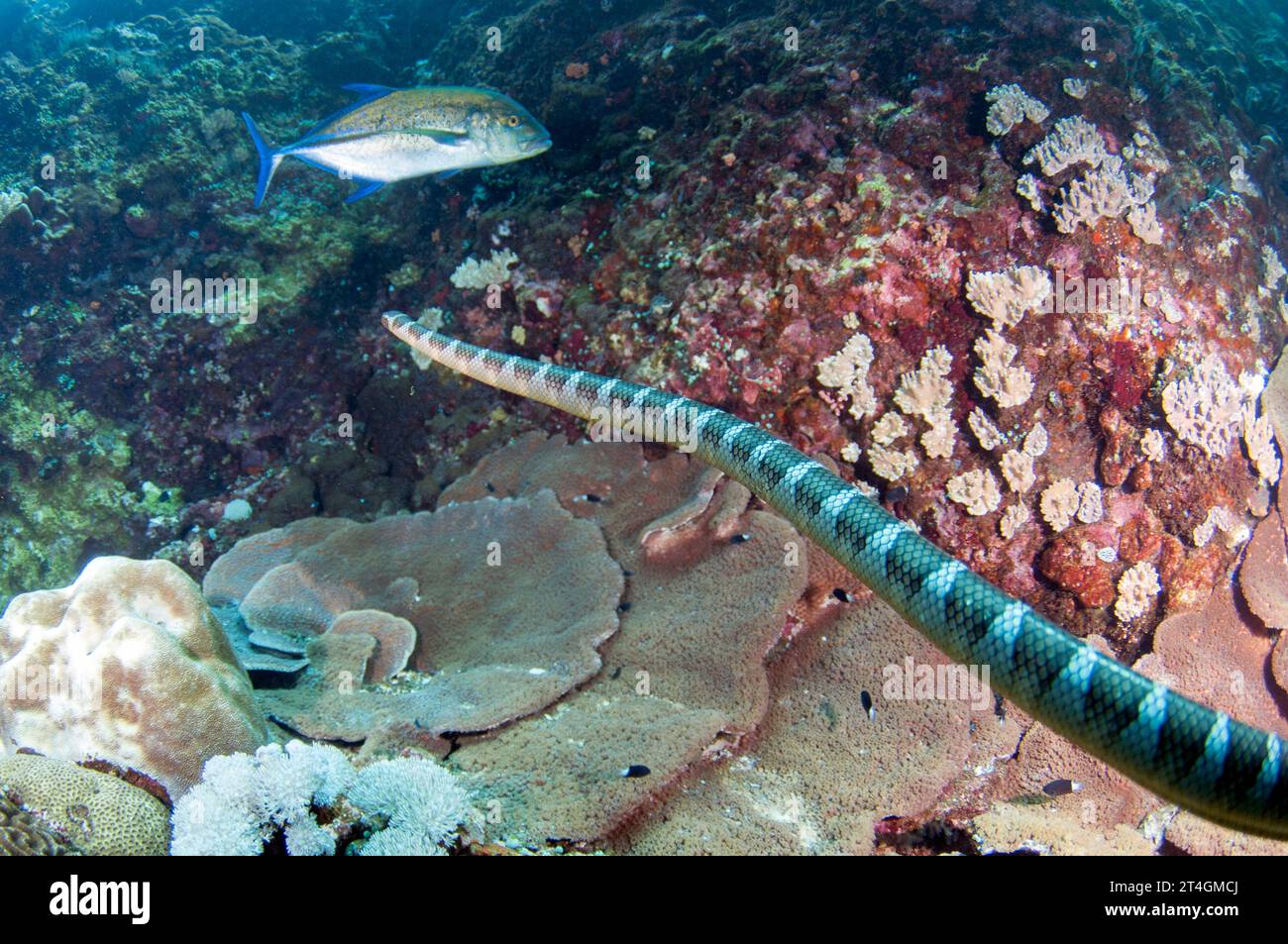 Chinese Sea Snake, Laticauda semifasciata, in cooperative hunting alliance with Bluefin Trevally, Caranx melampygus, Tanjung Kelapa dive site, Manuk I Stock Photo