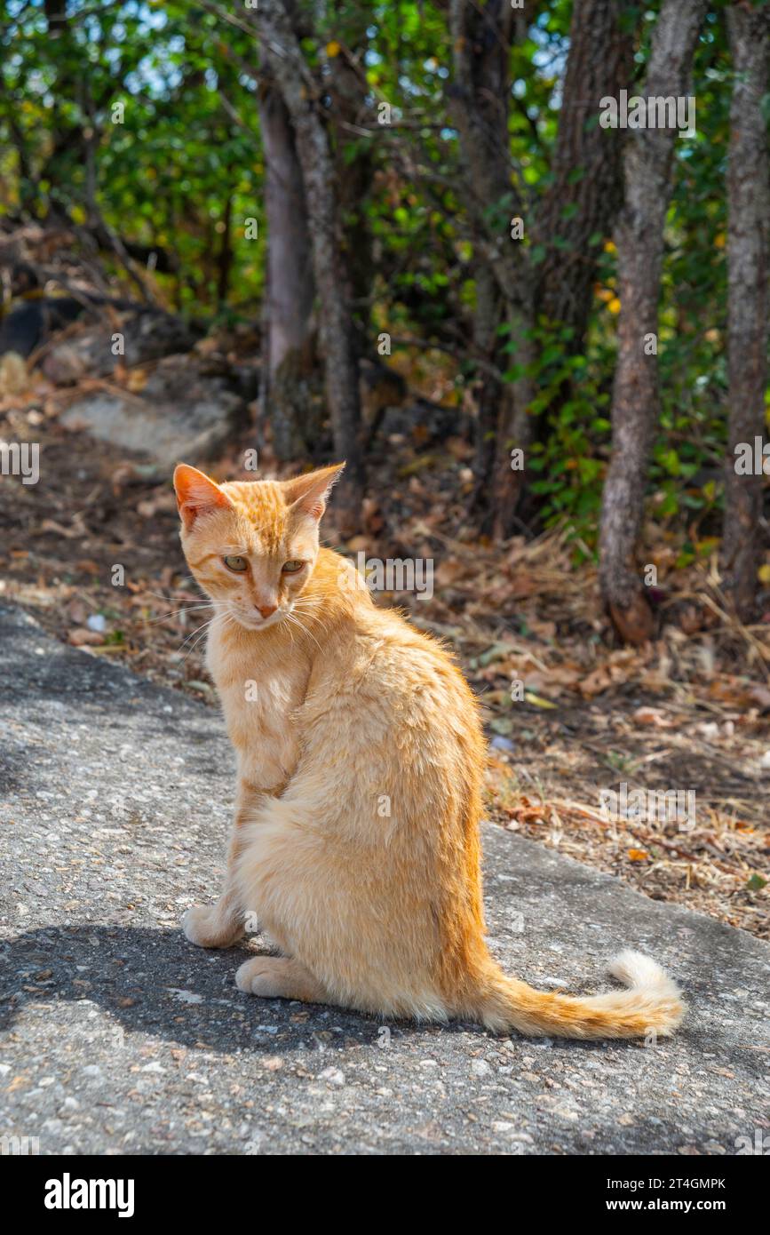 Orange tabby cat Stock Photo Alamy