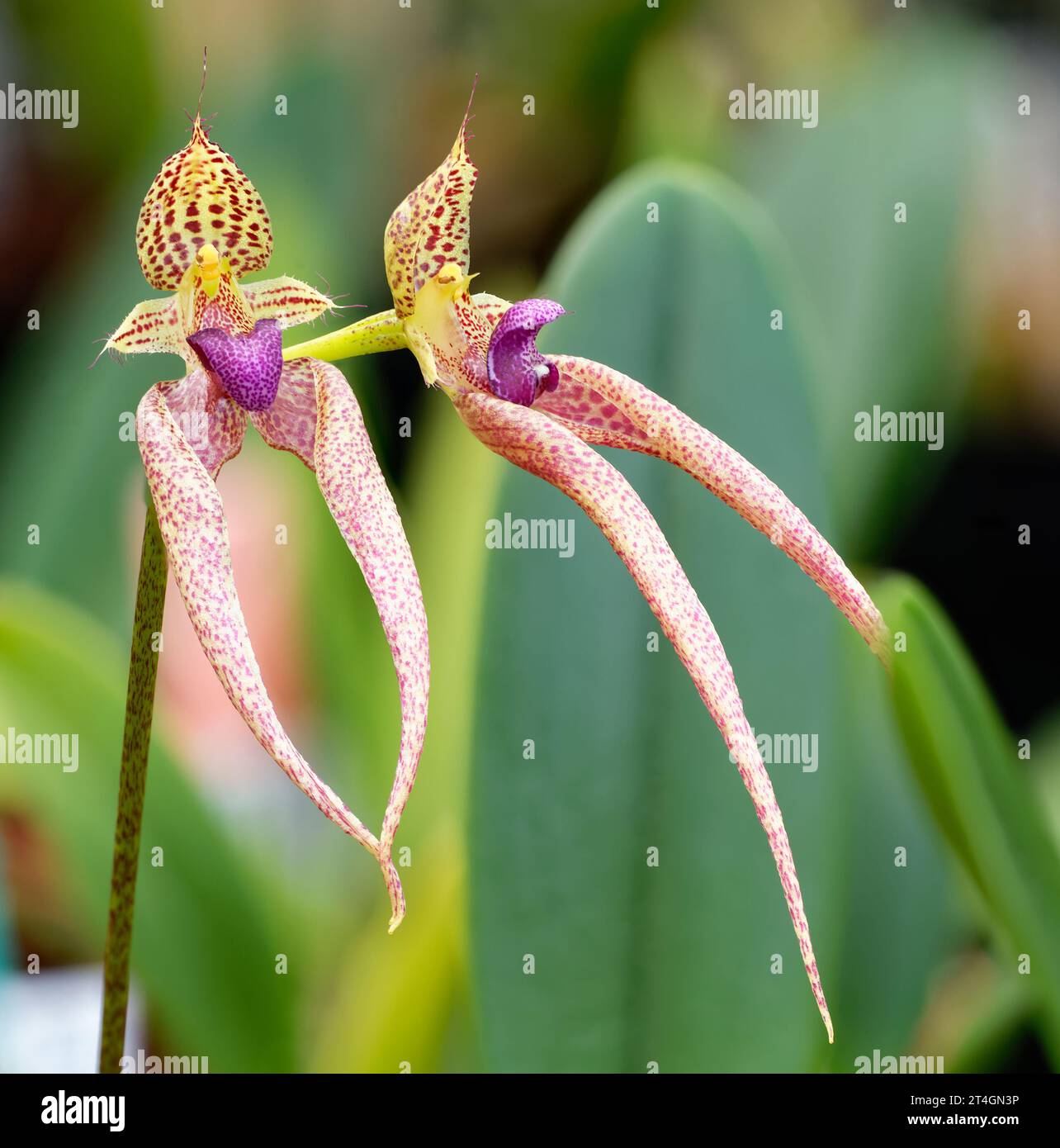 Bulbophyllum Kalimpong Orchid Hybrid (ornatissimum x guttulatum) Exotic orchid Hybrid Stock Photo