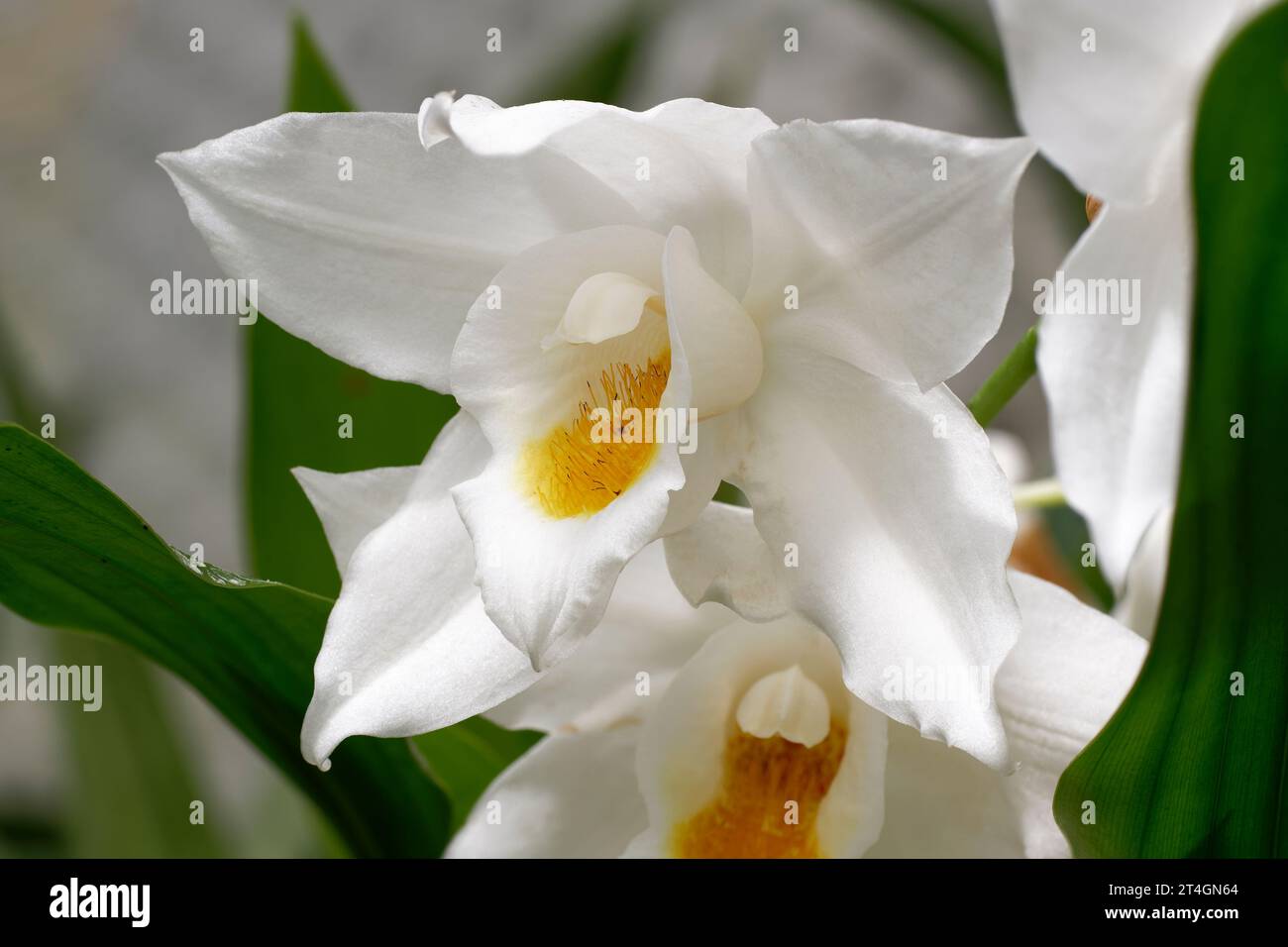 Moore's Coelogyne Orchid - Coelogyne mooreana var. magnifica  from Vietnam Stock Photo