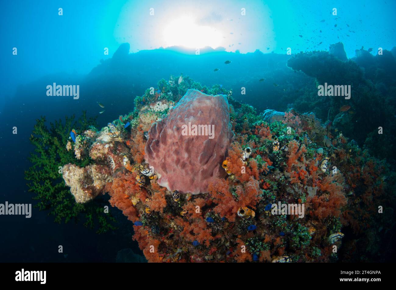 Barrel Sponge, Xestospongia testudinaria, and Glomerate Tree Coral, Spongodes sp, with sun in background, Pohon Miring dive site, Banda Besar Island, Stock Photo