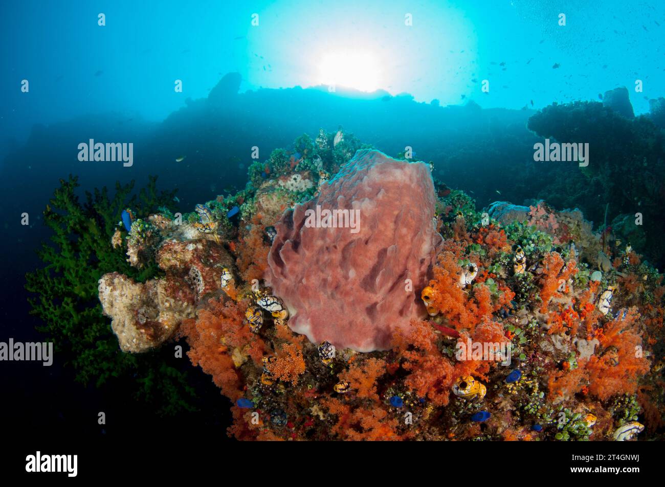 Barrel Sponge, Xestospongia testudinaria, and Glomerate Tree Coral, Spongodes sp, with sun in background, Pohon Miring dive site, Banda Besar Island, Stock Photo