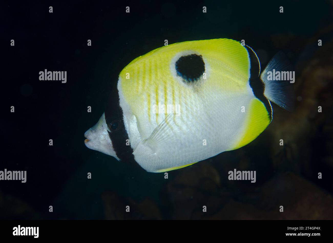 Teardrop Butterflyfish, Chaetodon unimaculatus, Pohon Miring dive site, Banda Besar Island, Banda Islands, Indonesia, Banda Sea Stock Photo