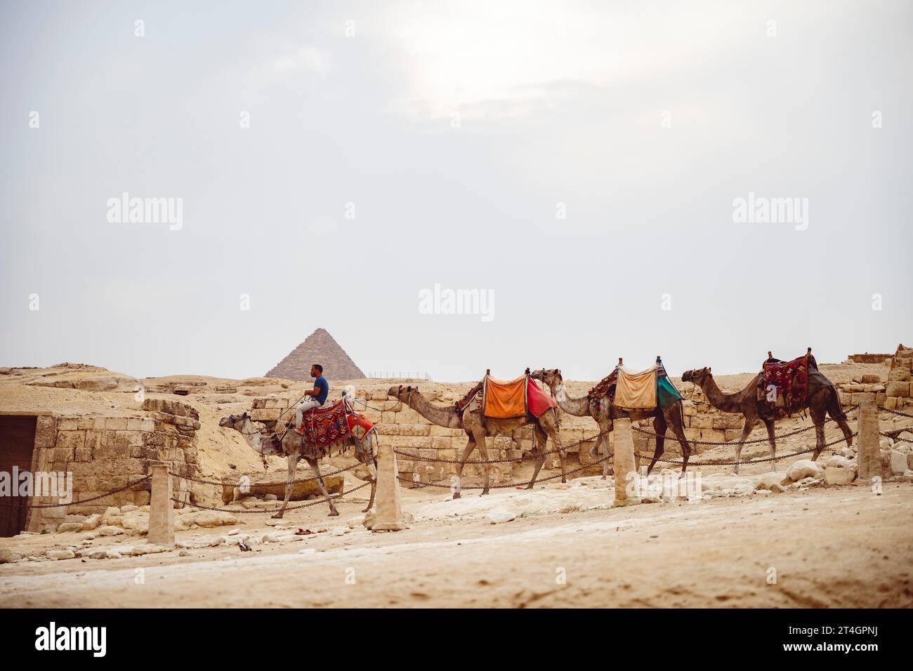 A clustered group of camels in front of an ancient pyramid on a sunny ...