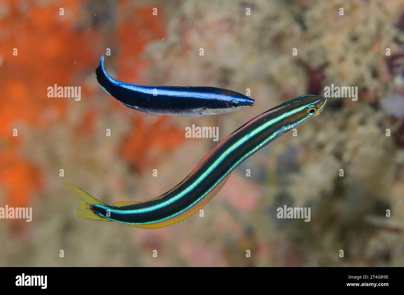 Bluestriped Fangblenny, Plagiotremus rhinorhynchos, being cleaned by Bluestreak Cleaner Wrasse, Labroides dimidiatus, Rhino City dive site, Ambon, Mal Stock Photo