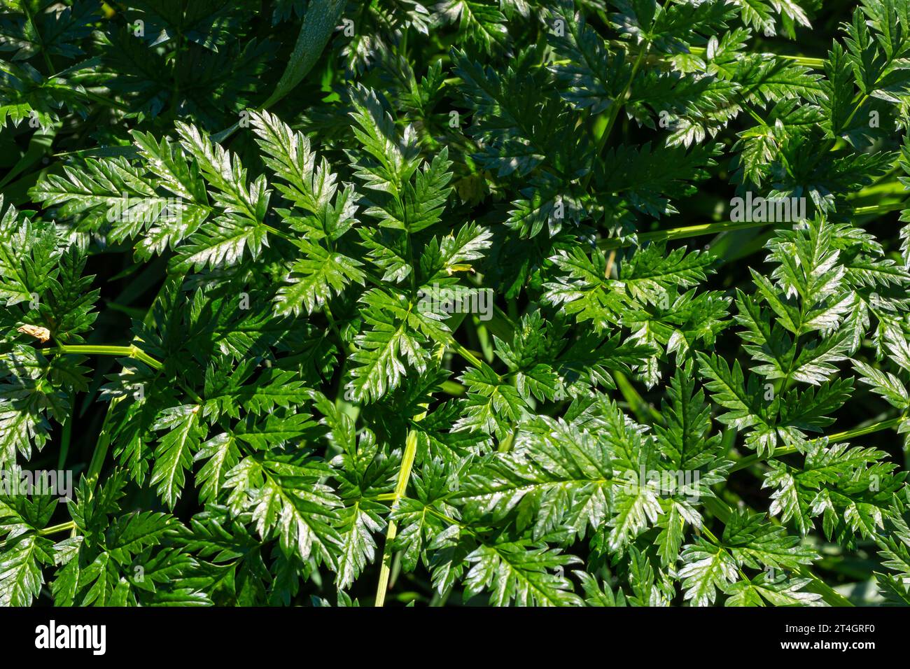 Green leaves of a Conium maculatum poison hemlock poisonous plant close-up. Concept of the texture of natural patterns, ornaments. Stock Photo
