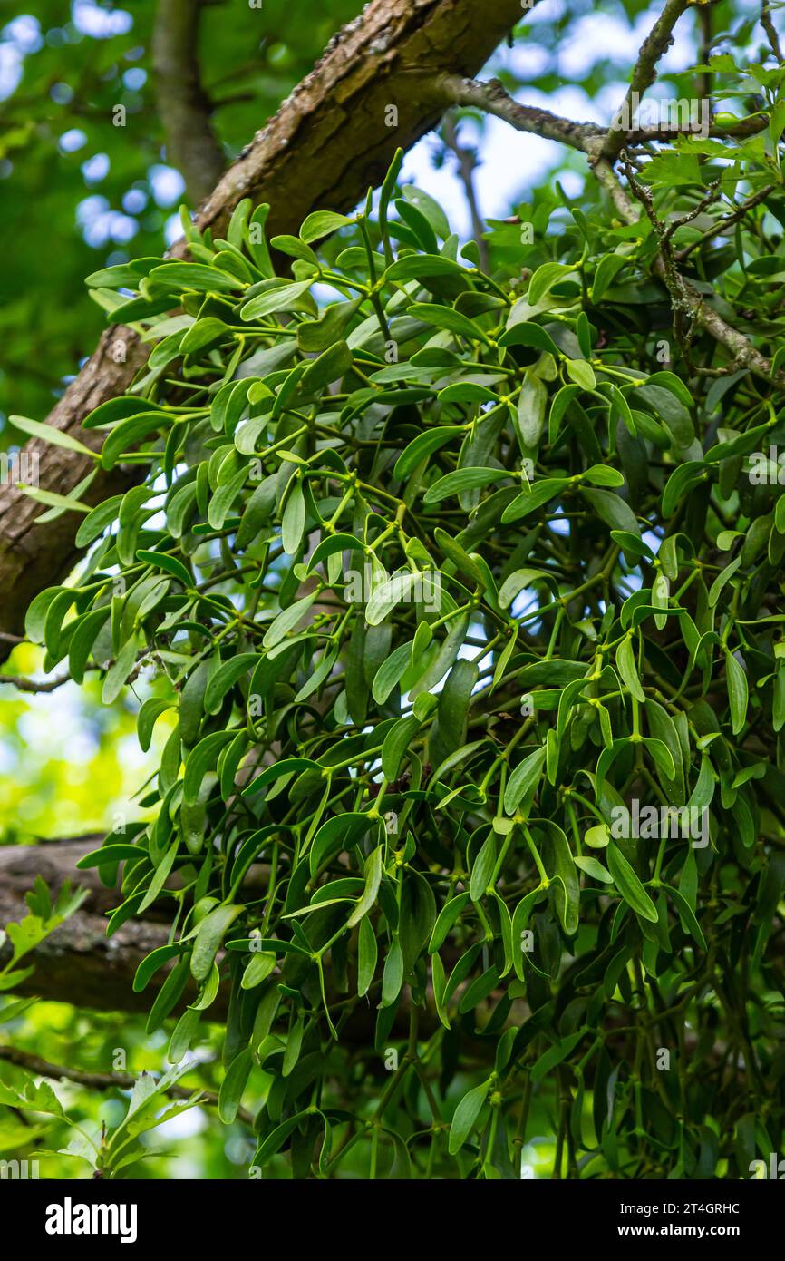 Mistletoe high up in the tree crown. Stock Photo