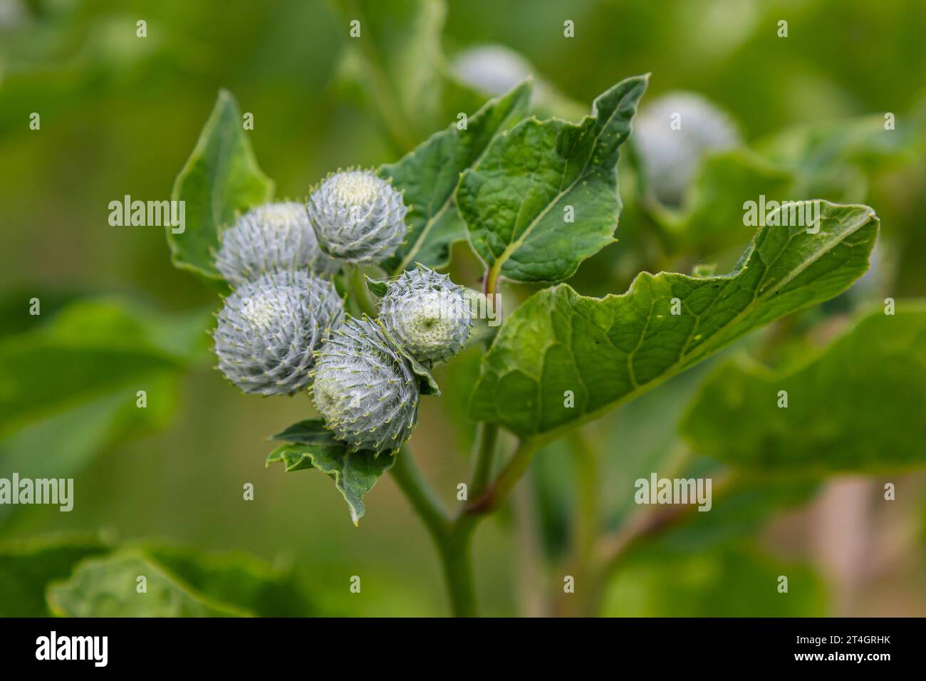 The arachnoid burdock Arctium tomentosum.Wild plants of Siberia. Stock Photo