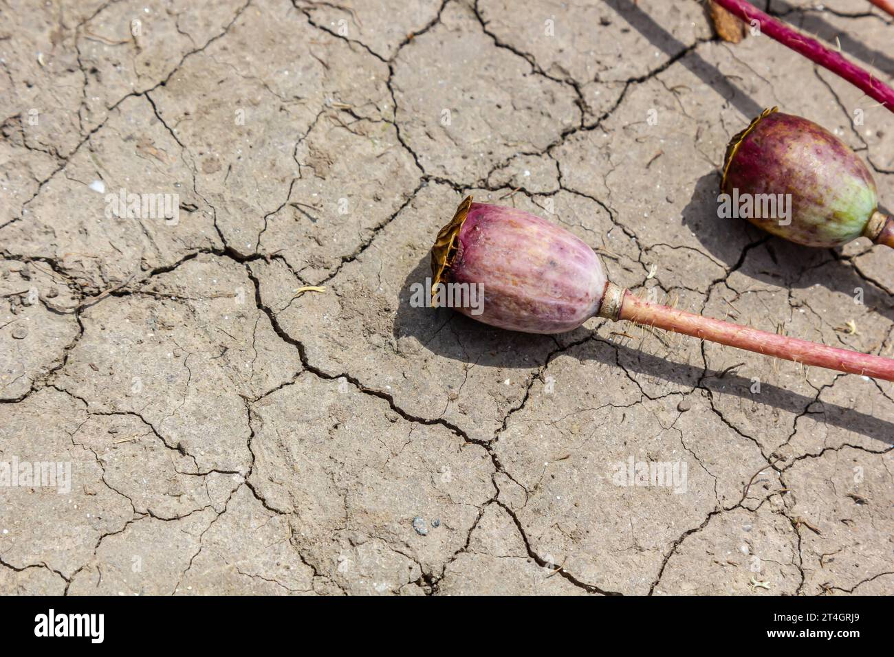 Drought field land with poppy seeds Papaver poppyhead, drying up soil