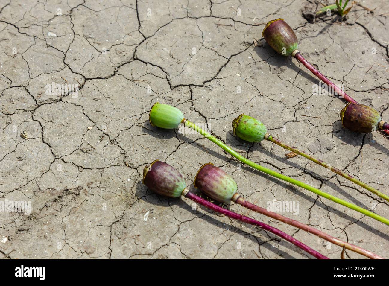 Drought field land with poppy seeds Papaver poppyhead, drying up soil