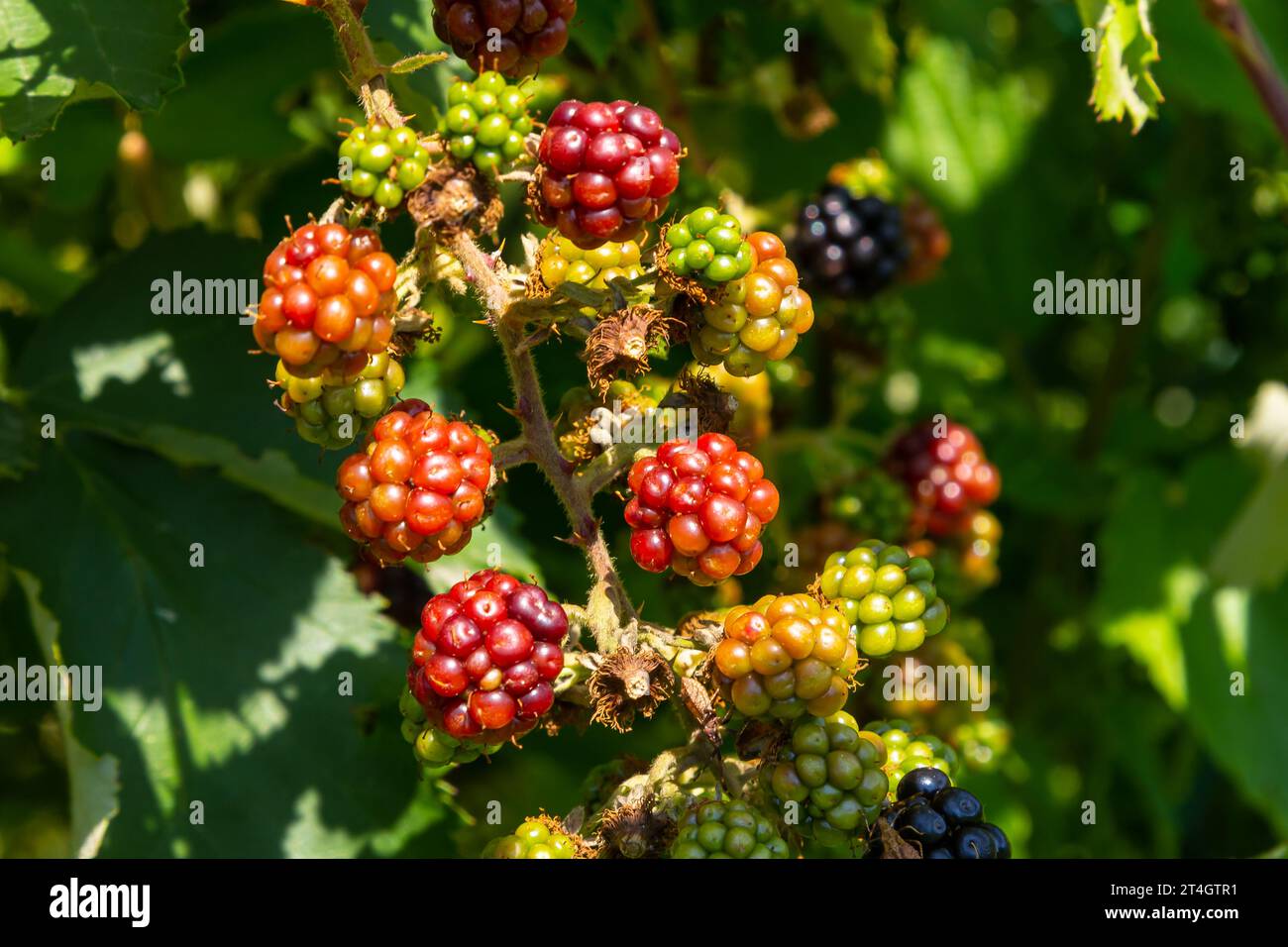 Black ripe and red ripening blackberries on green leaves background. Rubus fruticosus. Closeup of bramble branch with bunch of yummy sweet summer berr Stock Photo