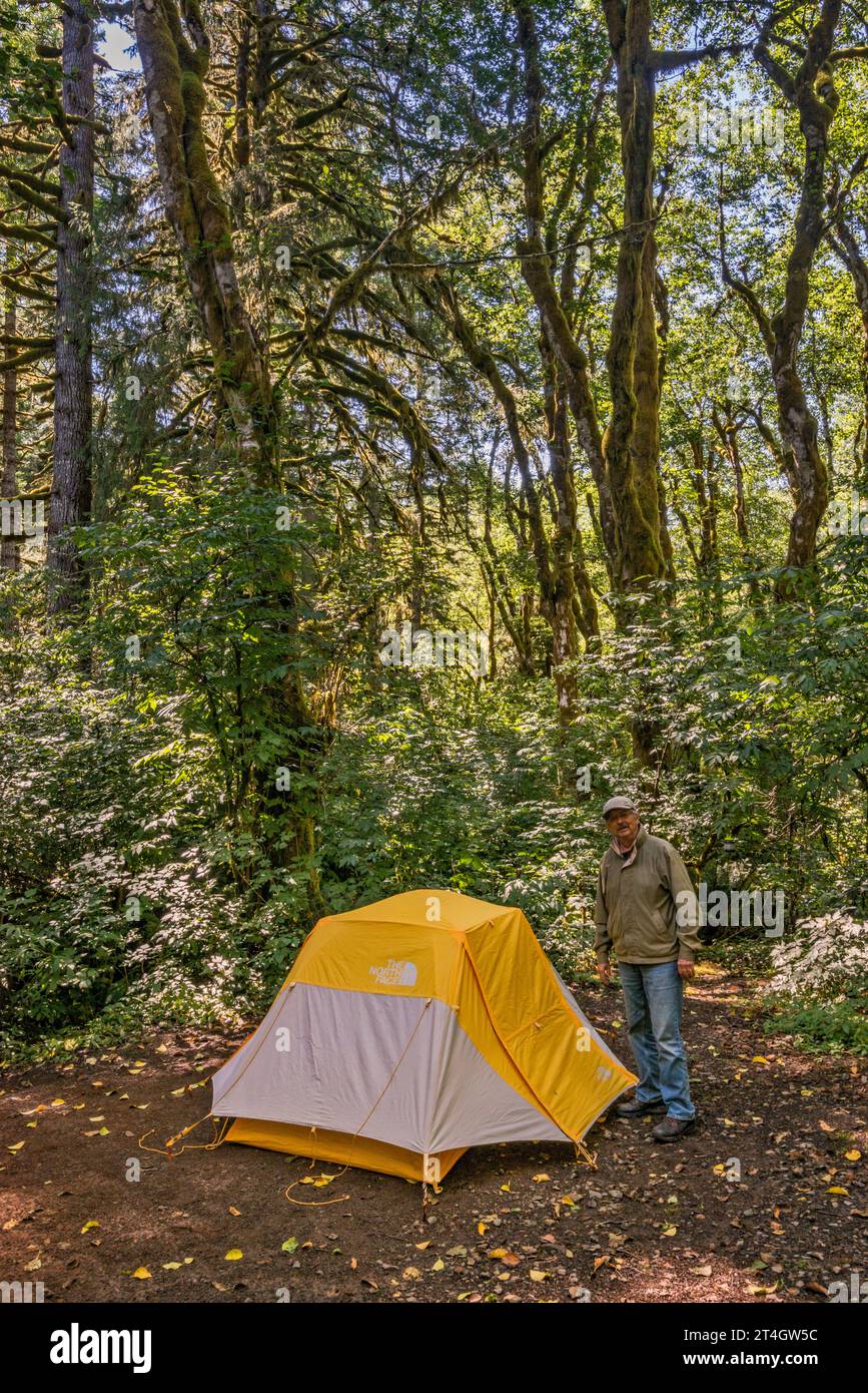 Camper at tent, campsite at Hebo Lake Campground, red alder trees, Siuslaw National Forest, Oregon Coast Range, Oregon, USA Stock Photo