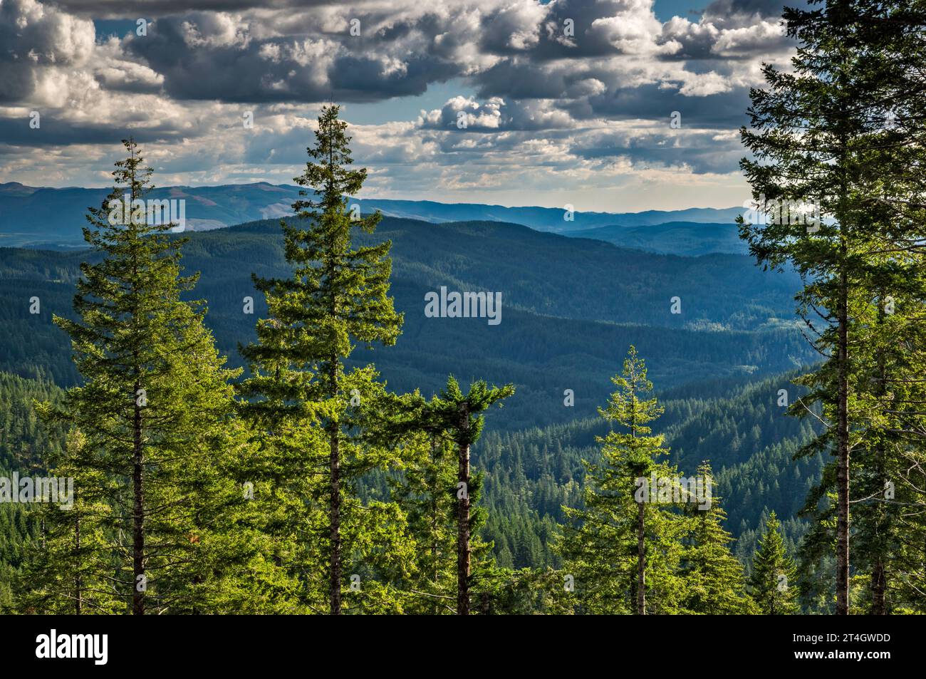 Three Rivers area, Oregon Coast Range, view from Mount Hebo Road, Siuslaw National Forest, near Mount Hebo, Oregon, USA Stock Photo