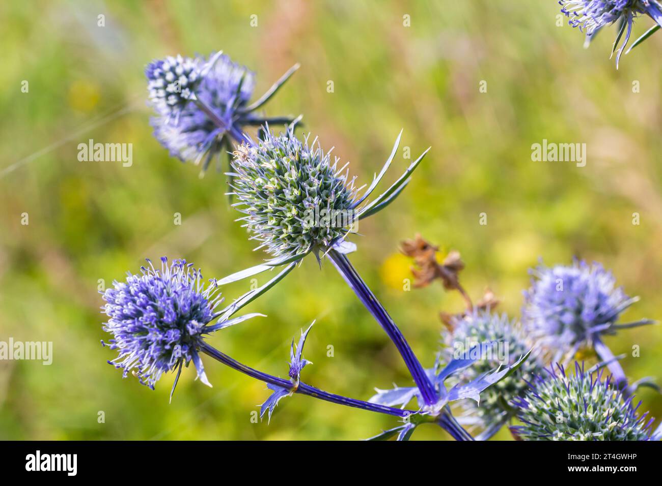Eryngium Planum Or Blue Sea Holly Flower Growing On Meadow. Wild Herb