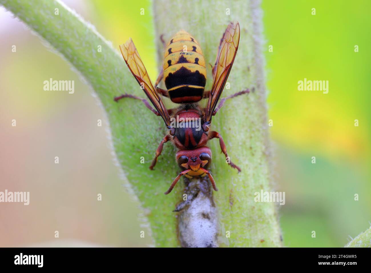 A licking juice leaking from a sunflower plant infected with