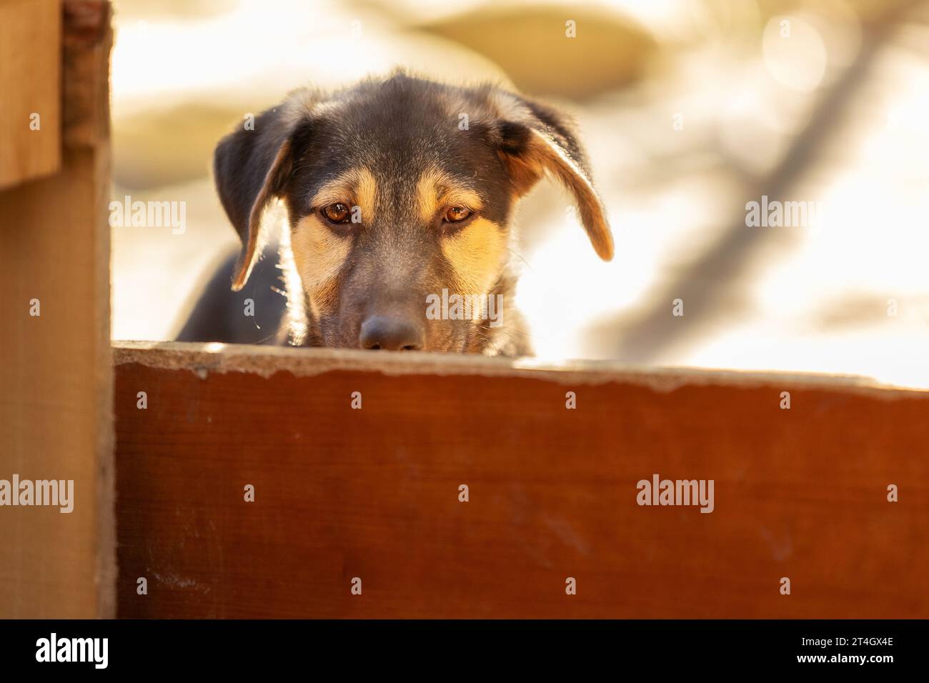 Portrait of sad dog puppy in shelter behind fence waiting to be adopted Stock Photo