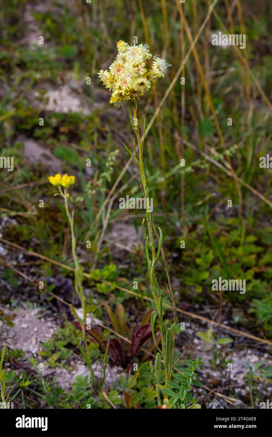 Helichrysum arenarium, dwarf everlast, immortelle yellow flowers closeup. Stock Photo