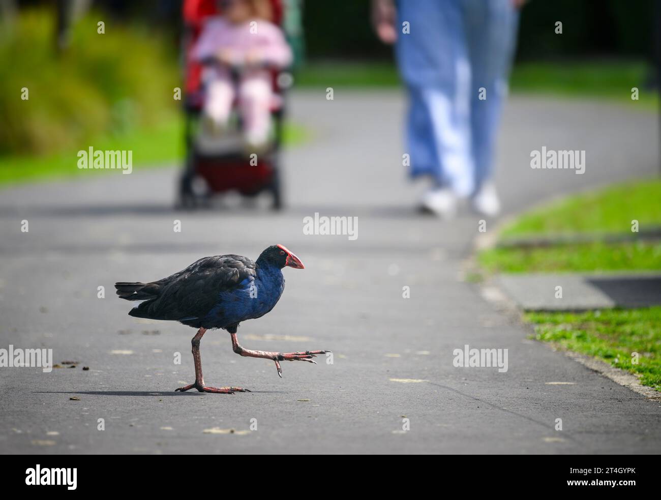Pukeko bird walking across the road, unrecognizable people pushing baby pram at Western Springs park, Auckland. Stock Photo