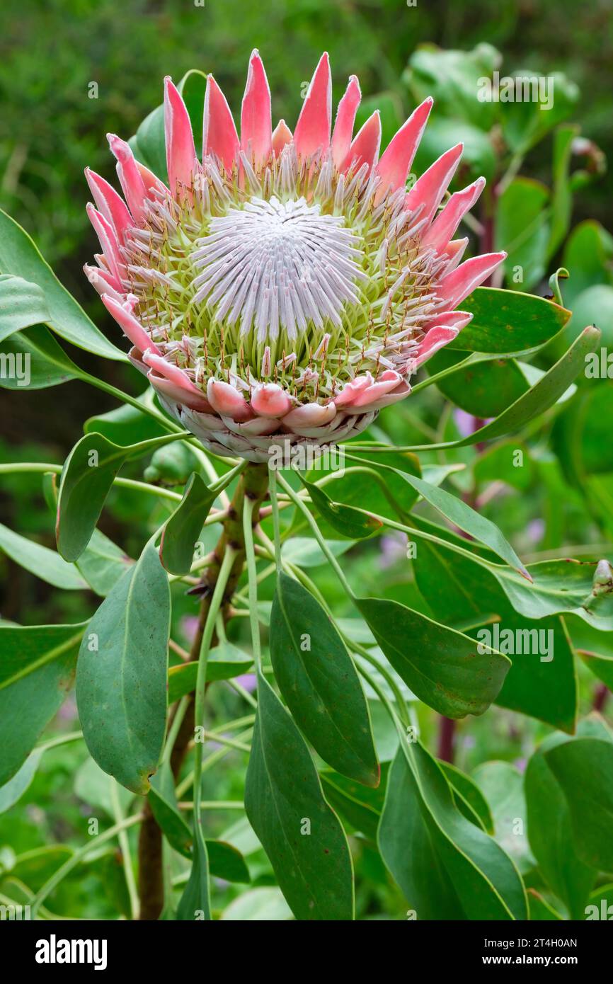 Protea cynaroides, King protea, Cape Artichoke Flower, cream bowl-shaped flowers, pink petals and leathery leaves Stock Photo