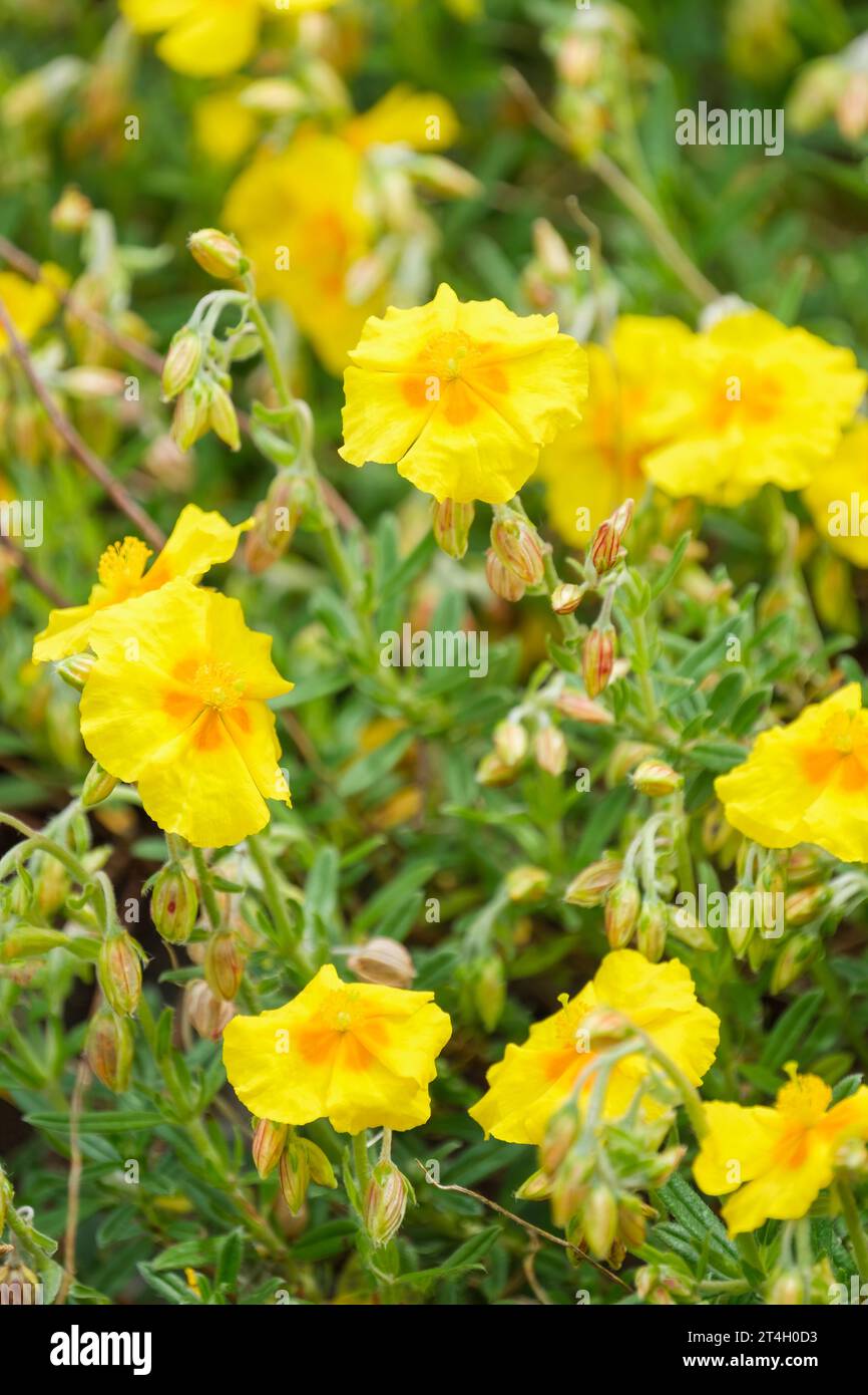 Helianthemum Ben Fhada,  Rock Rose, primrose yellow blooms with golden egg-yolk centres Stock Photo