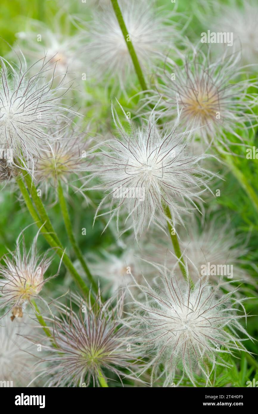 Heiler hybrids hi-res stock photography and images - Alamy