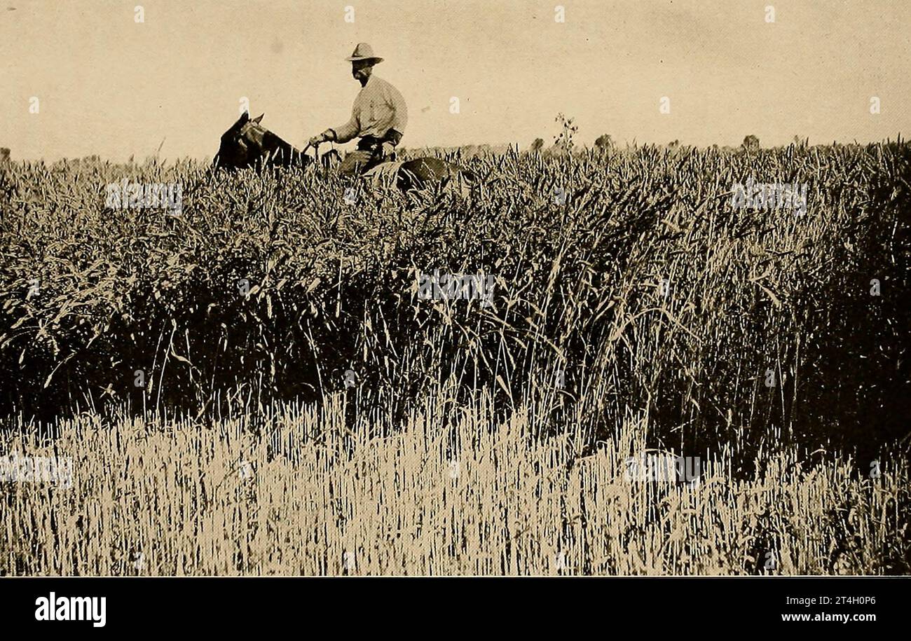 Rice Ready for Harvesting from the book Texas, the marvellous, the state of the six flags; by Nevin Otto Winter Published The Page company 1916 ,Including Accounts of the Spanish Settlement and Establishment of the Indian Missions; the Unfortunate Expedition and Death of La Salle ; the Romance of its Early Settlement and Stories of its Hardy Pioneers ; the Nine-year Republic of Texas ; Stephen F. Austin and Sam Houston ; 'Remember the Alamo'; the Development of the Cattle Ranches ; the Great Ranches and a Visit to a Million-acre Ranch ; the Growing Cities; the Rehabilitation of Galveston; Alon Stock Photo