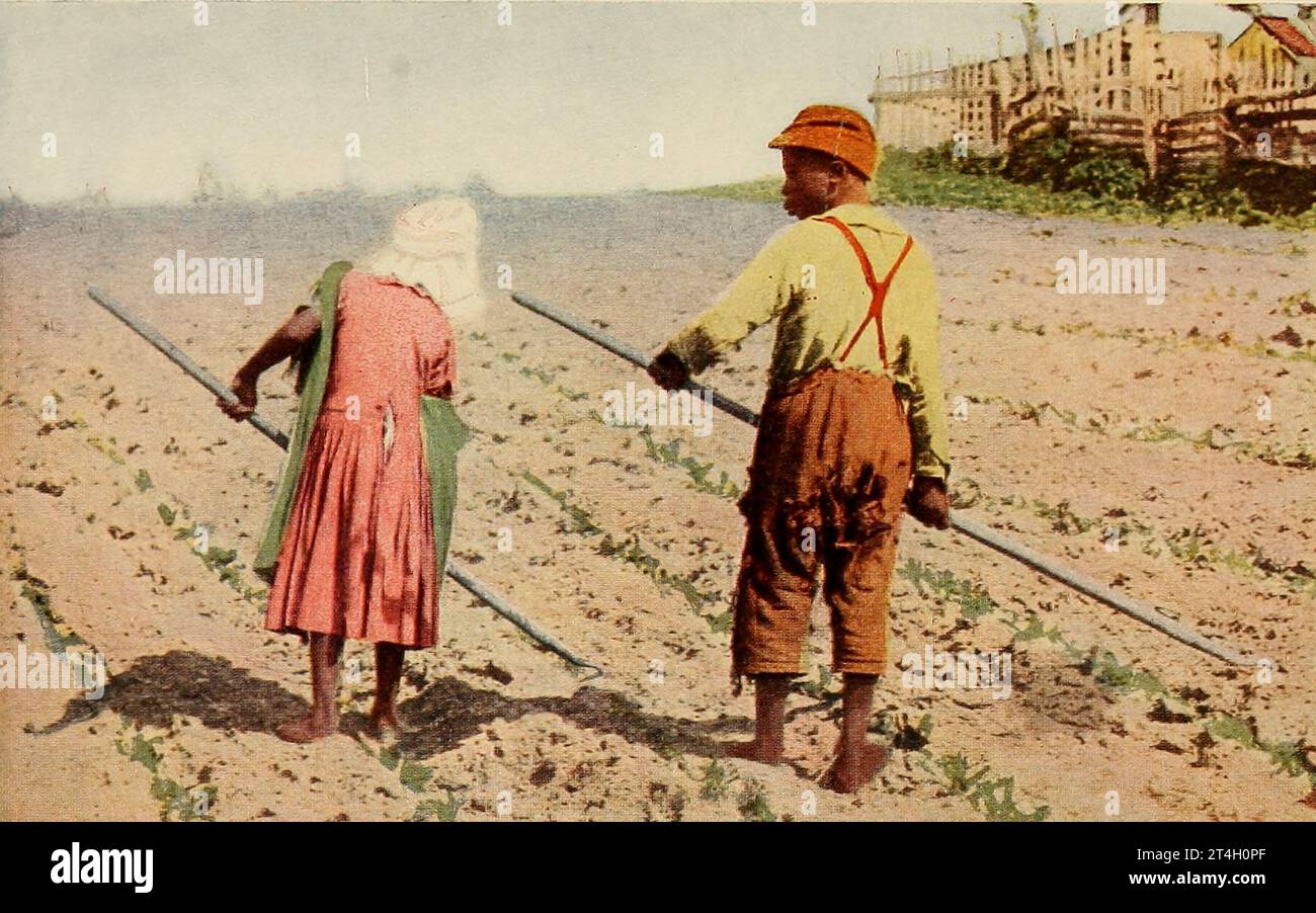 First Hoeing of Cotton {In full colour) from the book Texas, the marvellous, the state of the six flags; by Nevin Otto Winter Published The Page company 1916 ,Including Accounts of the Spanish Settlement and Establishment of the Indian Missions; the Unfortunate Expedition and Death of La Salle ; the Romance of its Early Settlement and Stories of its Hardy Pioneers ; the Nine-year Republic of Texas ; Stephen F. Austin and Sam Houston ; 'Remember the Alamo'; the Development of the Cattle Ranches ; the Great Ranches and a Visit to a Million-acre Ranch ; the Growing Cities; the Rehabilitation of G Stock Photo