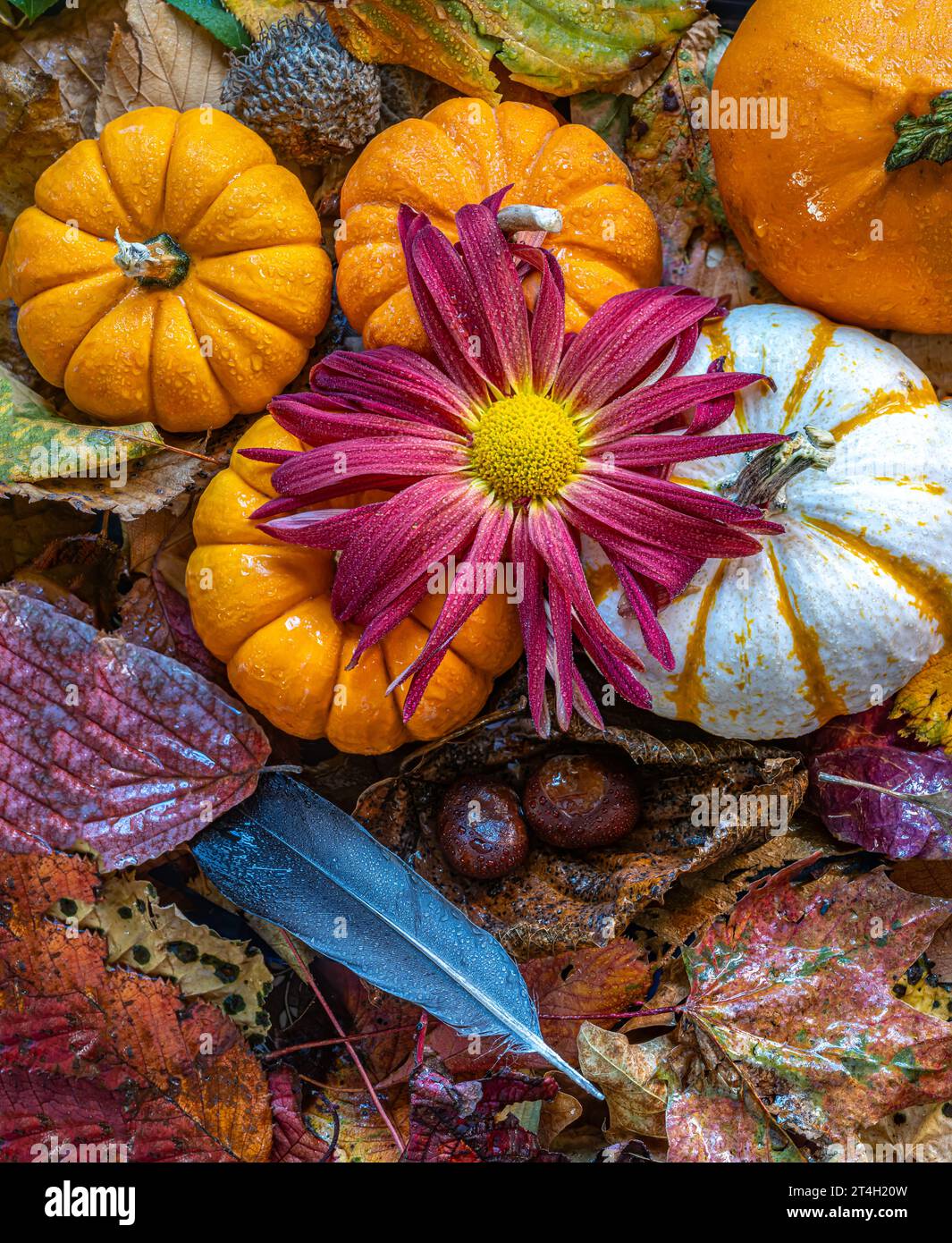 Autumn still life with pumpkins, pine cones and le Stock Photo - Alamy