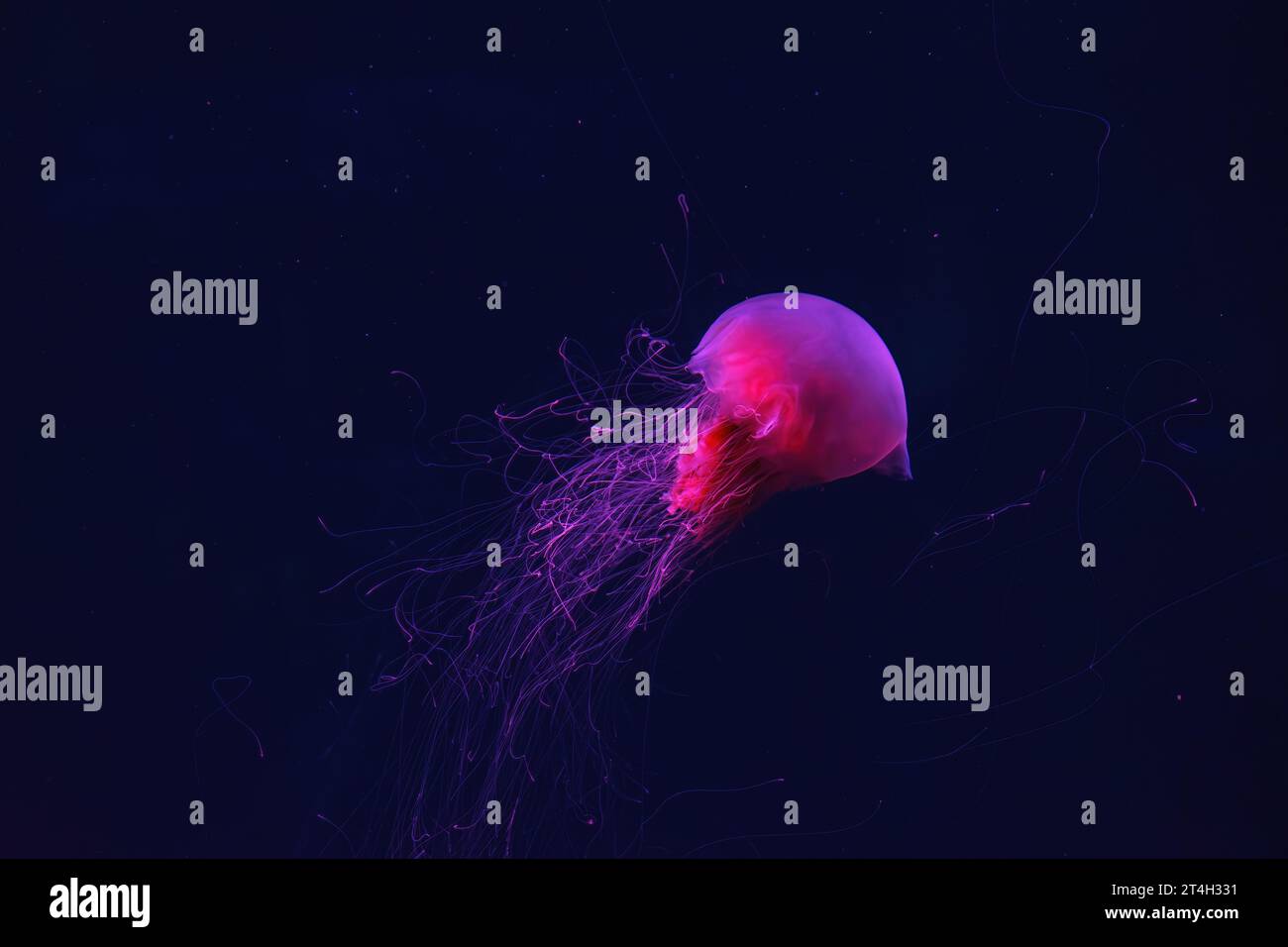 Fluorescent jellyfish swimming underwater aquarium pool with red neon light. The Lion's mane jellyfish, Cyanea capillata also known as giant jellyfish Stock Photo