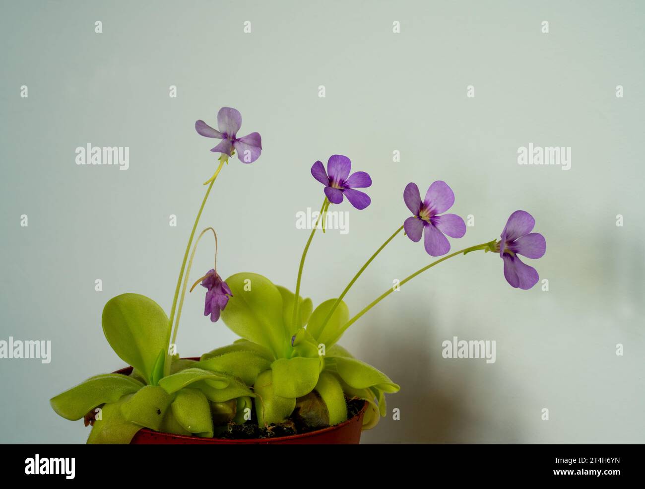 Close up of Mexican Butterwort flowering (Pinguicula) Stock Photo