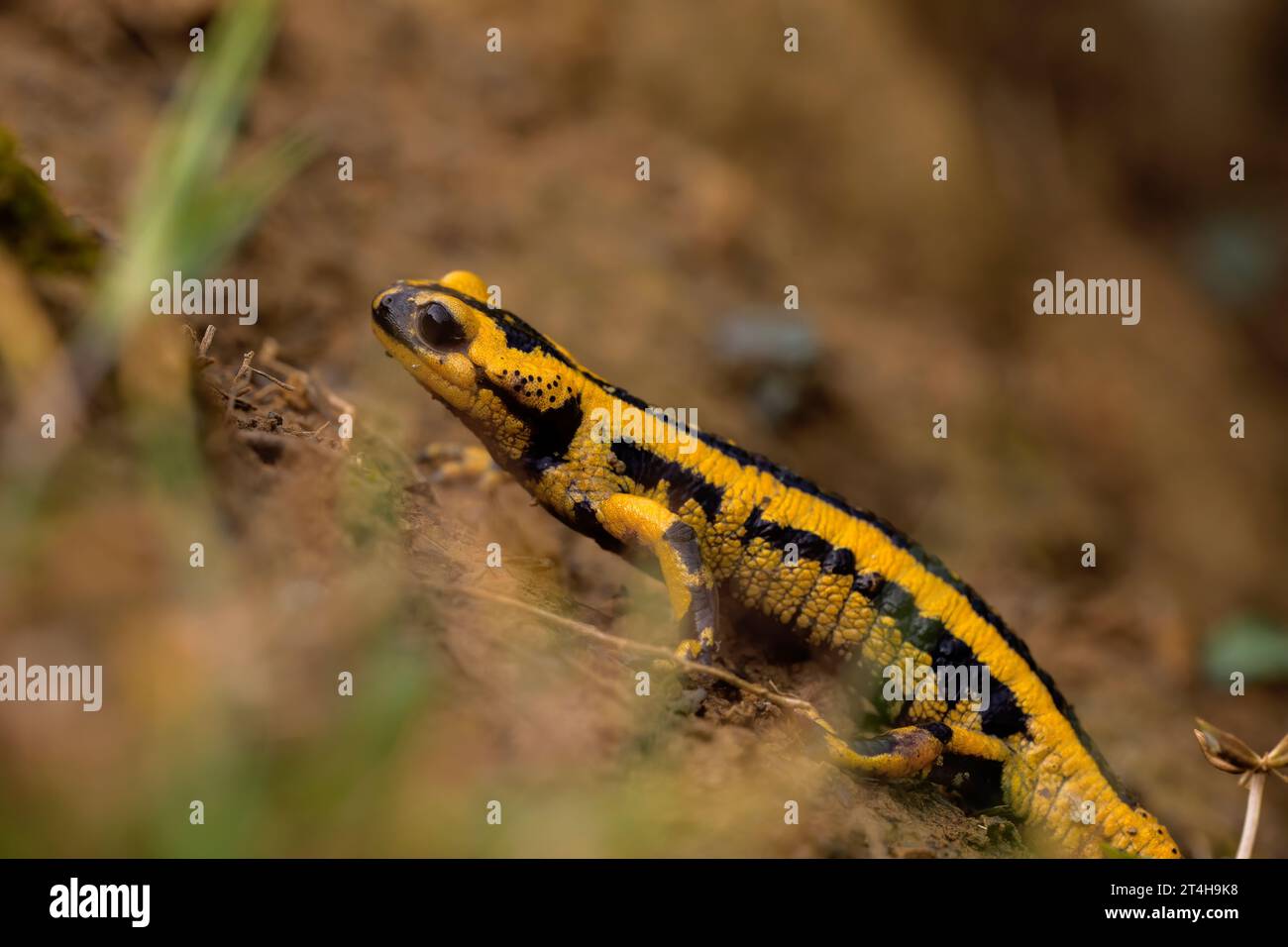 yellow and black salamander walking in the mud of the forest, free-living amphibians in nature, horizontal macro photography. copy space Stock Photo