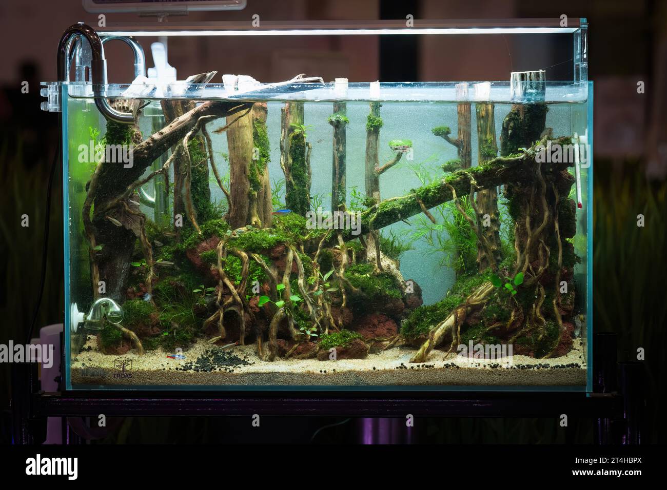 Aquascaped freshwater aquarium with neon fish, live plants, Frodo stones and Redmoor roots. Jungle style aquascape. Microsorum Trident, various rotala Stock Photo