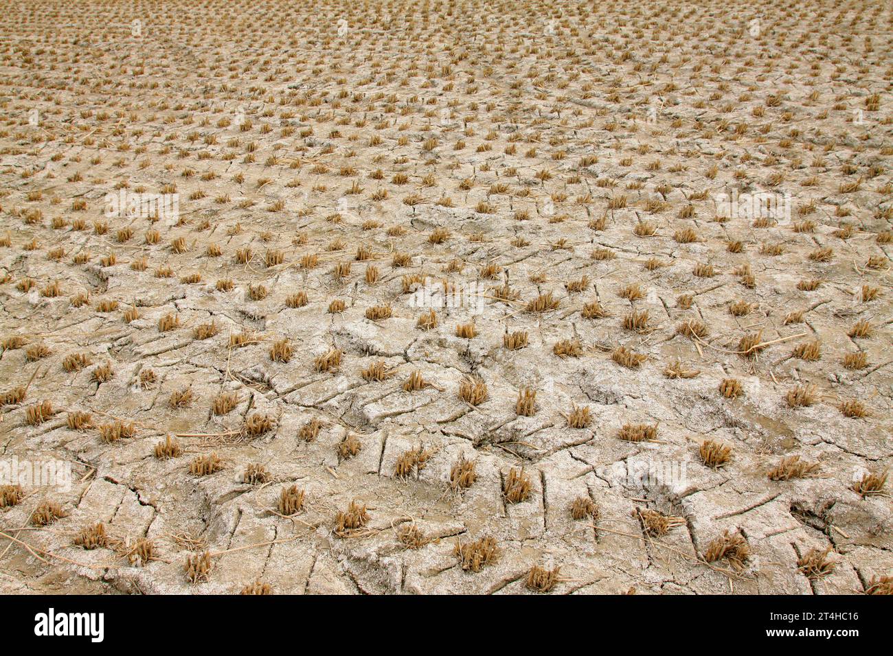 remaining rice straw, closeup of photo Stock Photo - Alamy