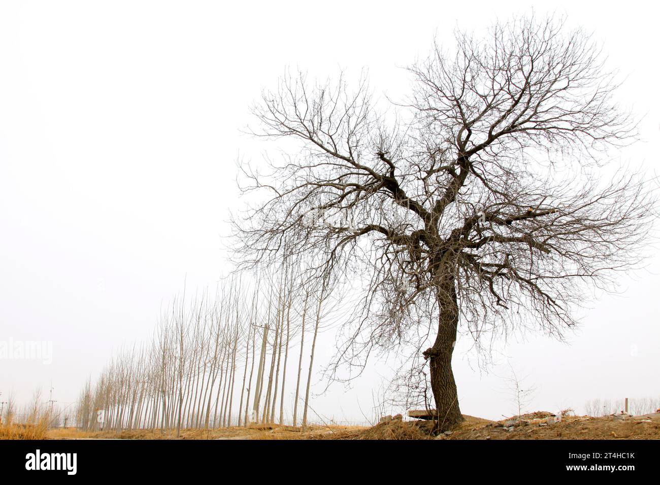 Withered trees hi-res stock photography and images - Alamy