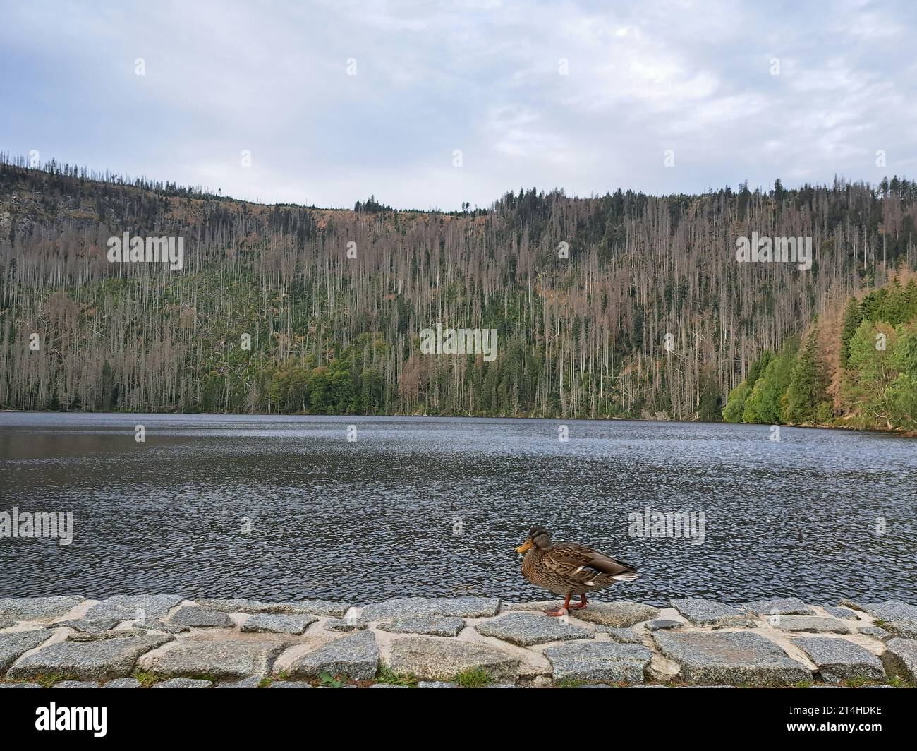 Cerne jezero (Schwarzer See, "Black Lake") in the Bohemian Forest, the largest and deepest natural lake in the Czech Republic, October 8, 2023. (CTK P Stock Photo