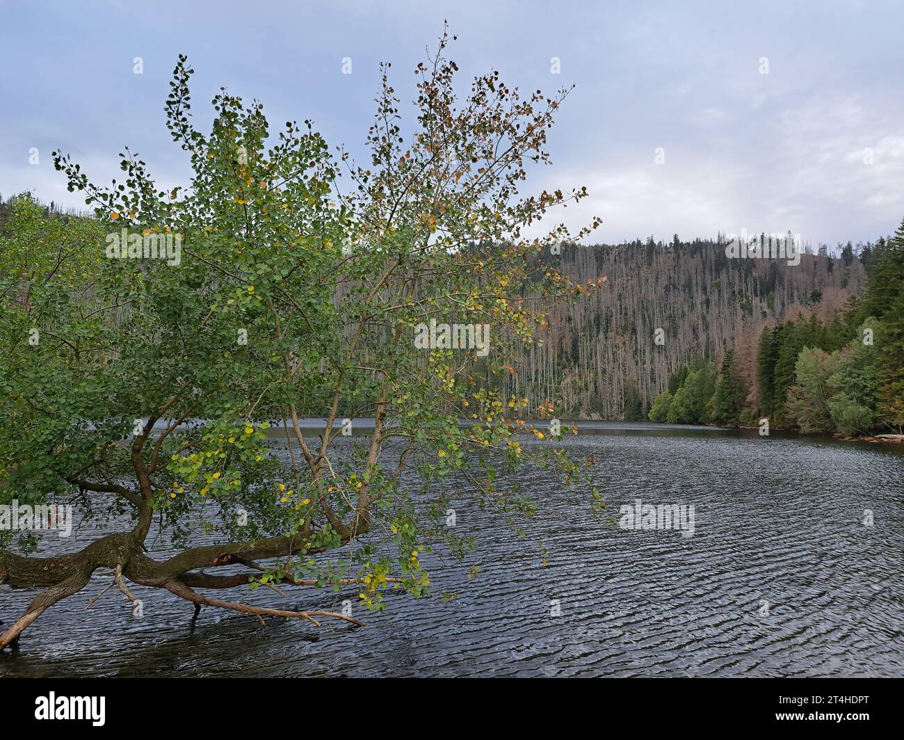 Cerne jezero (Schwarzer See, "Black Lake") in the Bohemian Forest, the