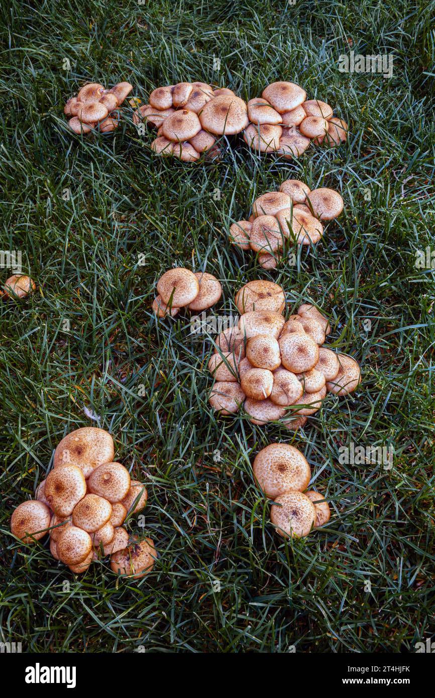 Brush for cleaning mushrooms hi-res stock photography and images - Alamy