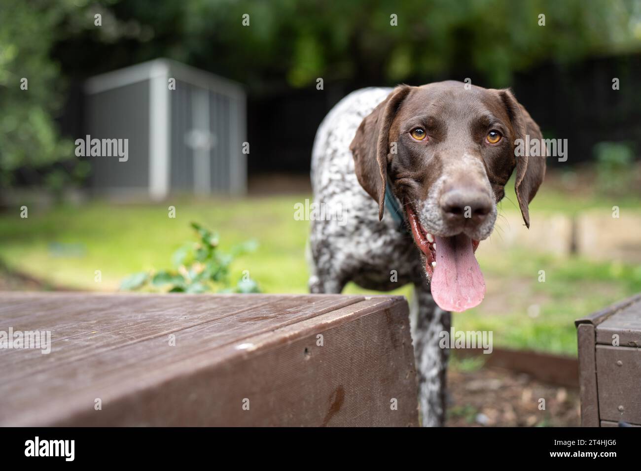 German shorthaired pointer dog hi-res stock photography and images - Page  13 - Alamy