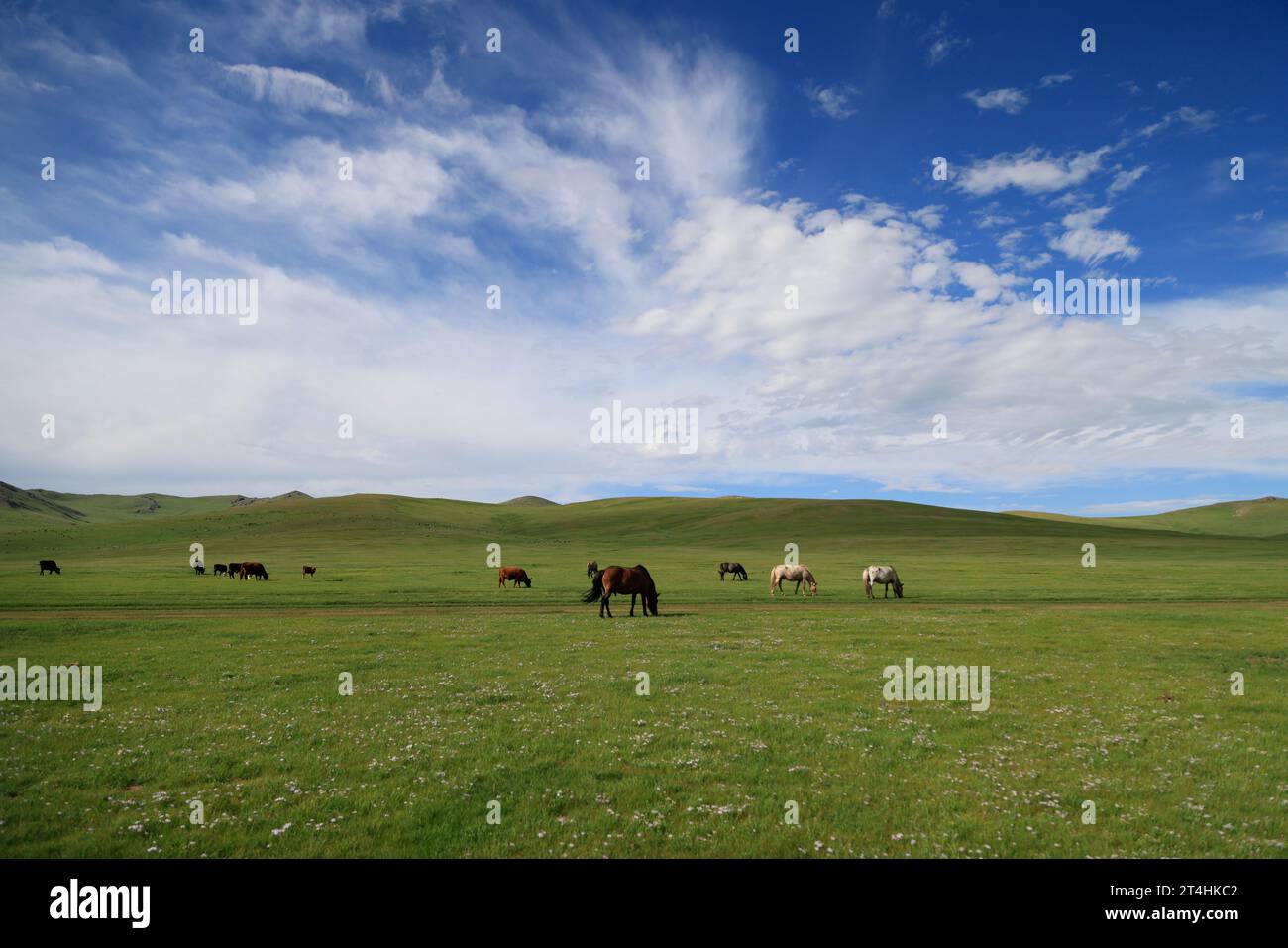Landscape of the Orkhon Valley in Mongolia Stock Photo - Alamy