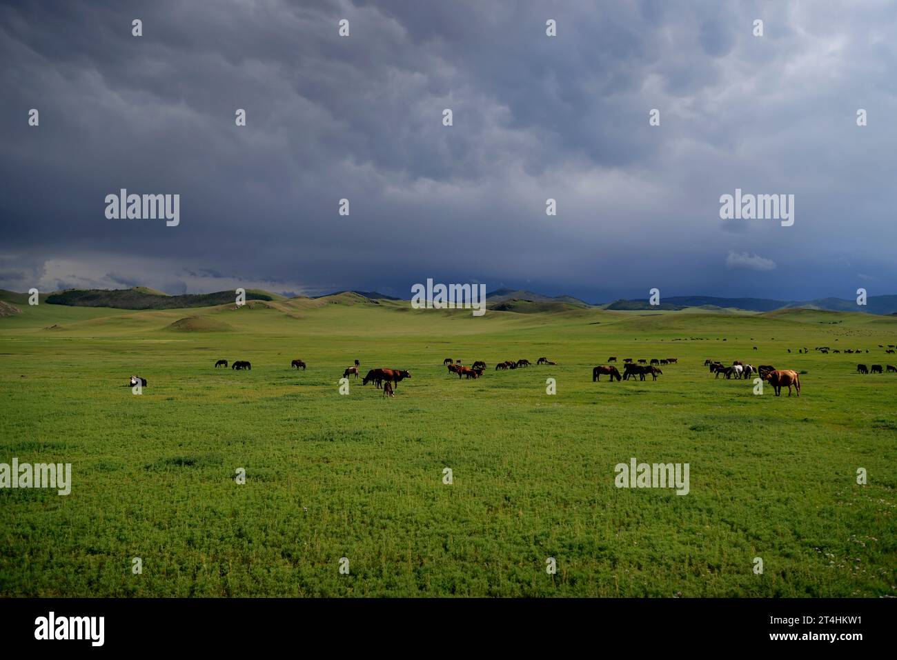 Landscape of the Orkhon Valley in Mongolia Stock Photo - Alamy