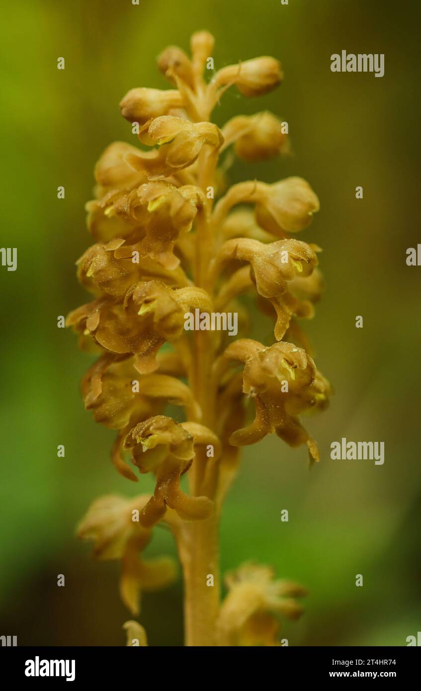 Bird's-nest orchid (Neottia nidus-avis) Stock Photo