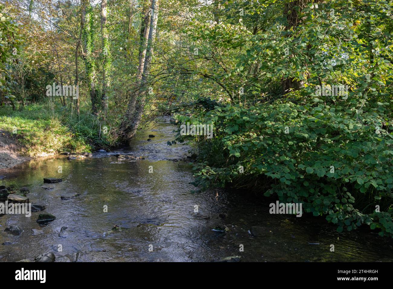 The Corfe River with trees and foliage. Dorset, England, UK Stock Photo ...