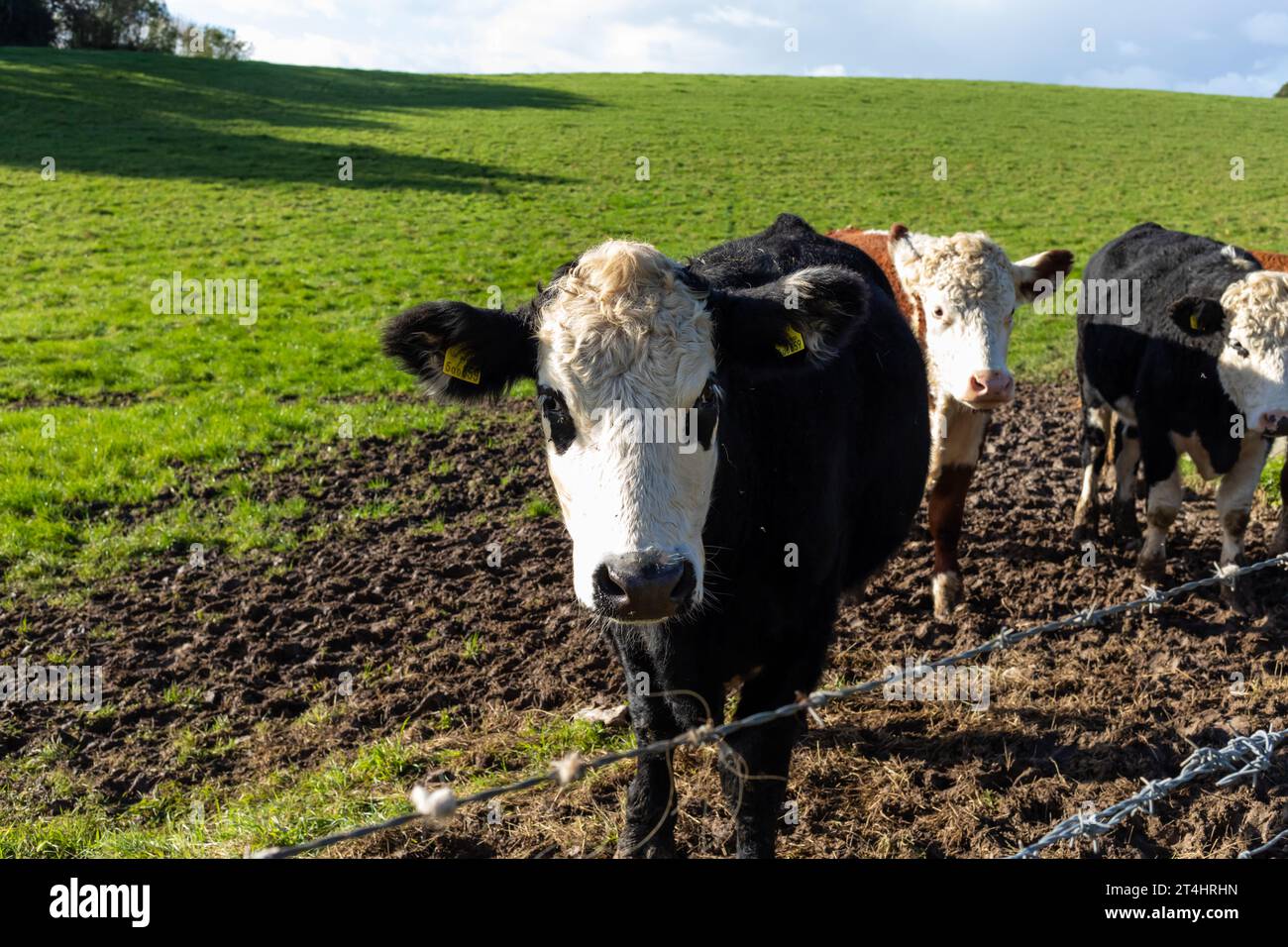 Cow Ina Feild A black and white cow in a field behind a barbed wire fence. Corfe ...