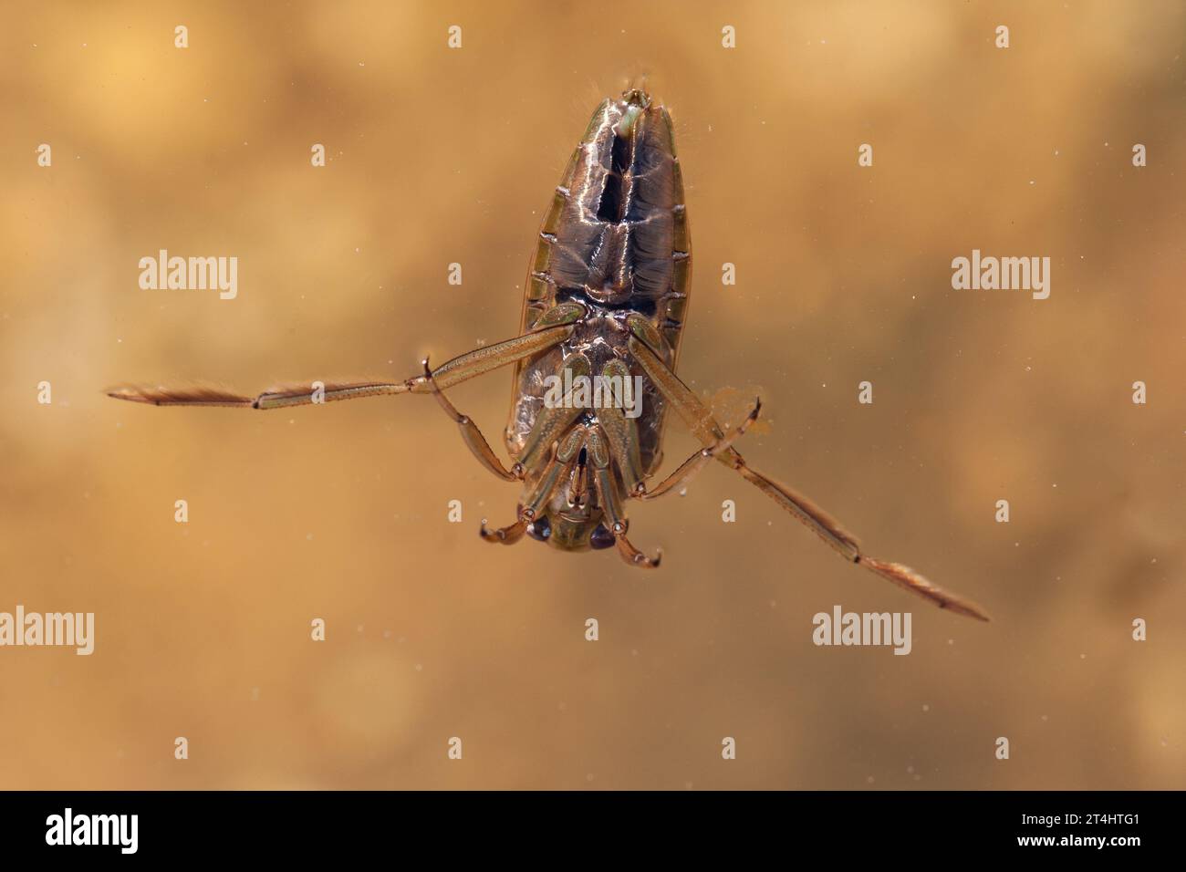 Pund Insect The glaucous notonect (Notonecta glauca), an insect of the pond Stock ...