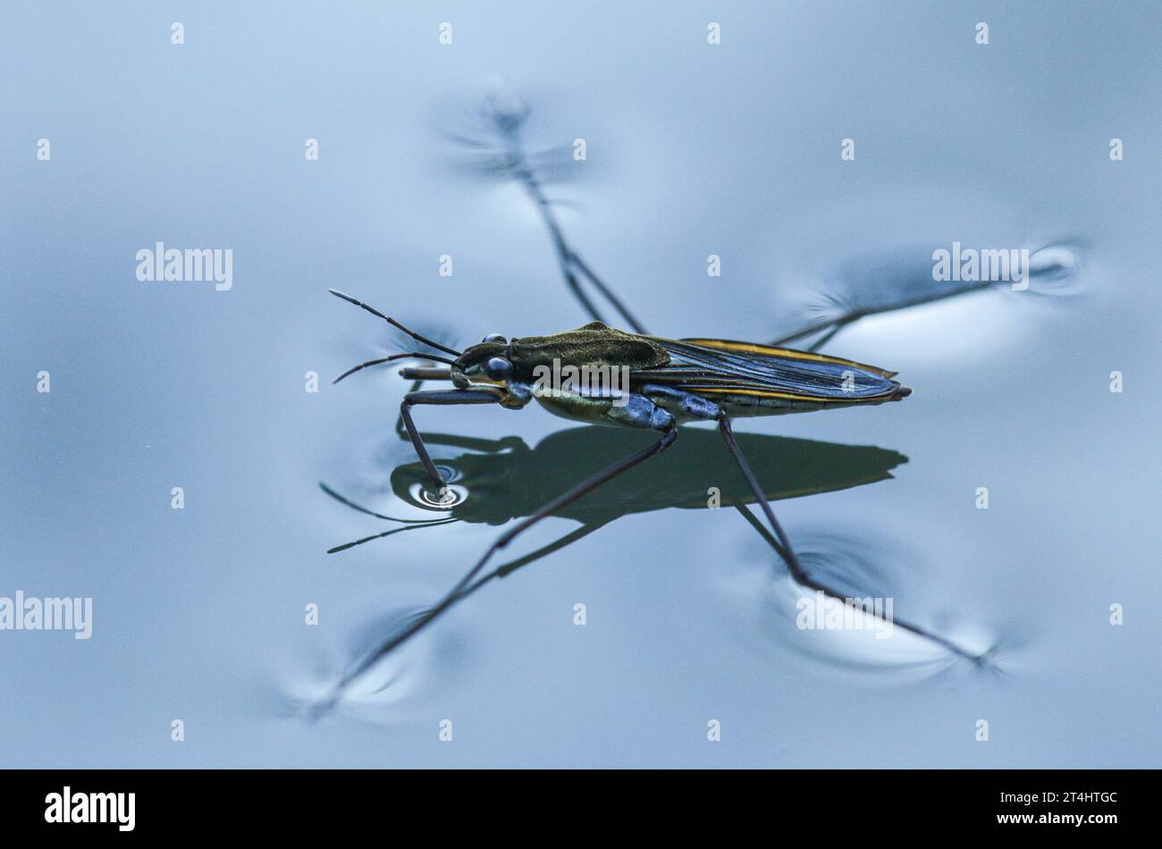 The common water strider (Gerris lacustres), a water bug Stock Photo