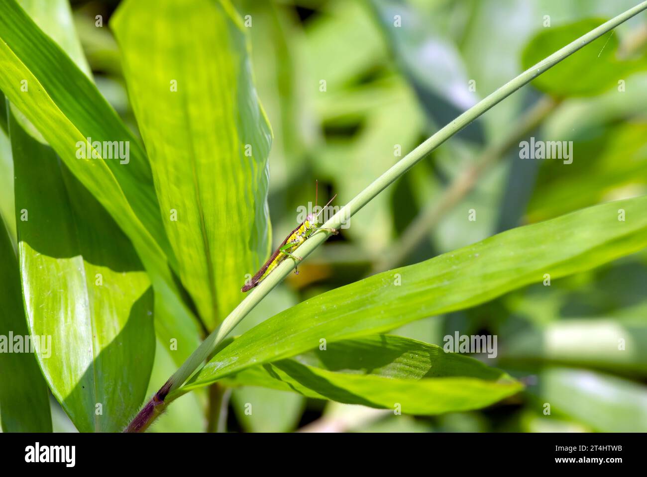 Young bamboo plant, Bambusa sp., in the nursery for natural background. Shallow focus. Stock Photo